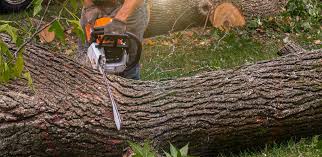 Best Stump Grinding and Removal  in Linda, CA