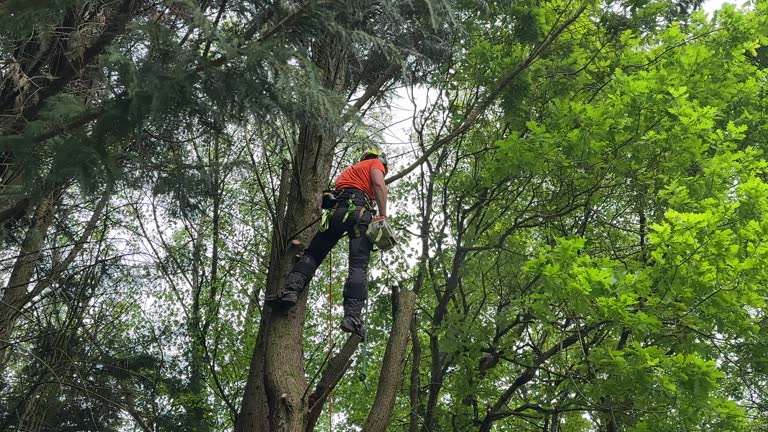 Best Tree Maintenance Programs  in Linda, CA