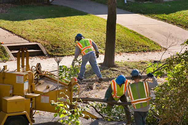 Best Lot and Land Clearing  in Linda, CA